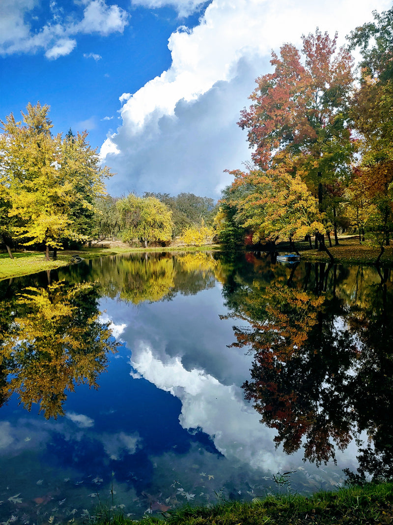 Course 700 Covid-19 Regional Lockdown Orders and ICU Capacity